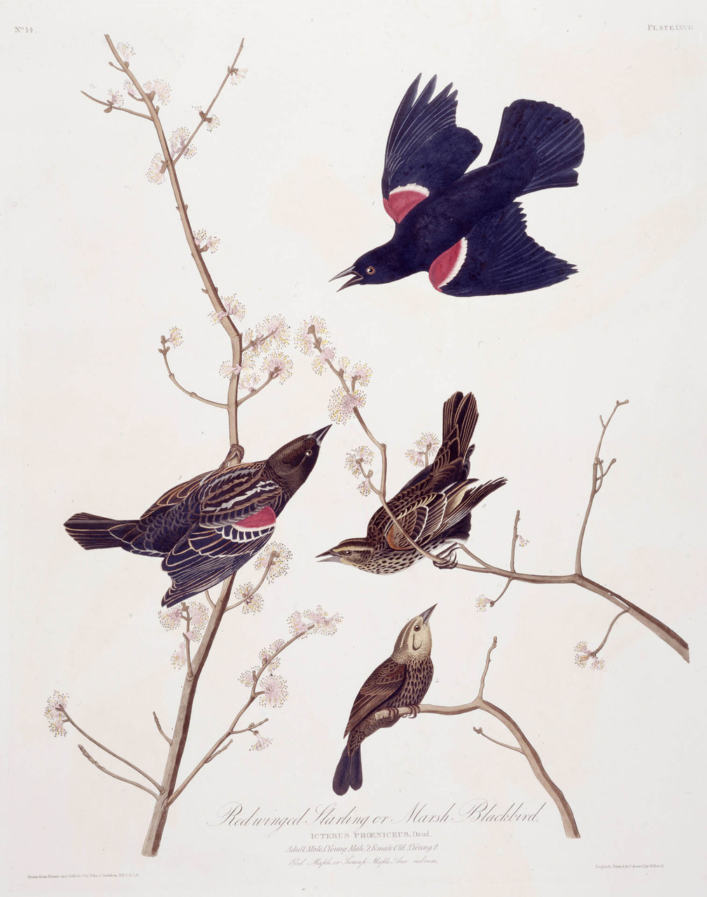 Red-winged Starling or Marsh Blackbird