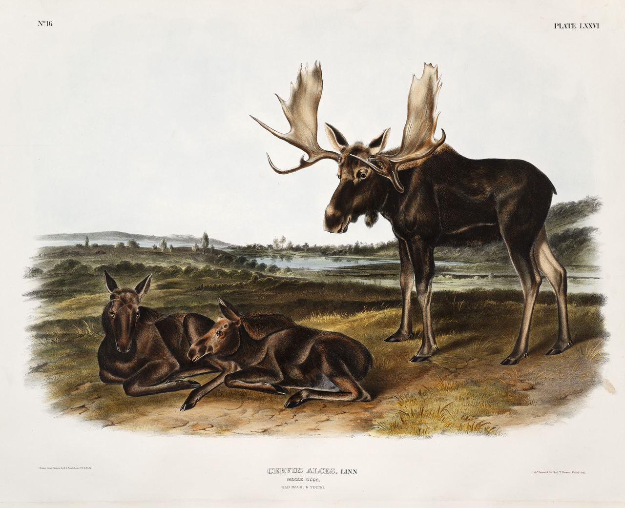 Plate LXXVI ‘Moose deer’ from The viviparous quadrupeds of North America v. 2.