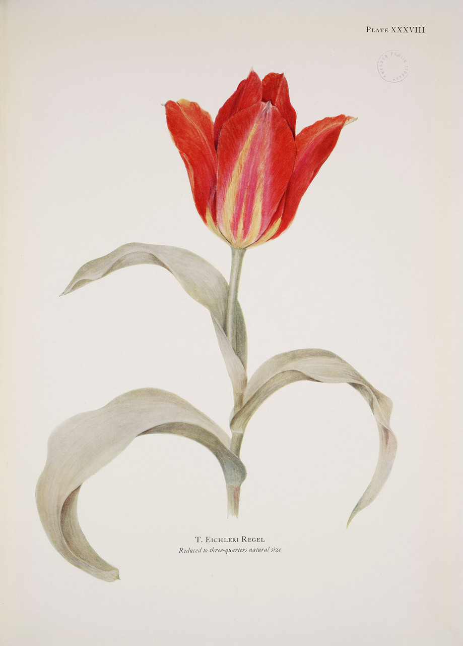 Notes on tulip species.