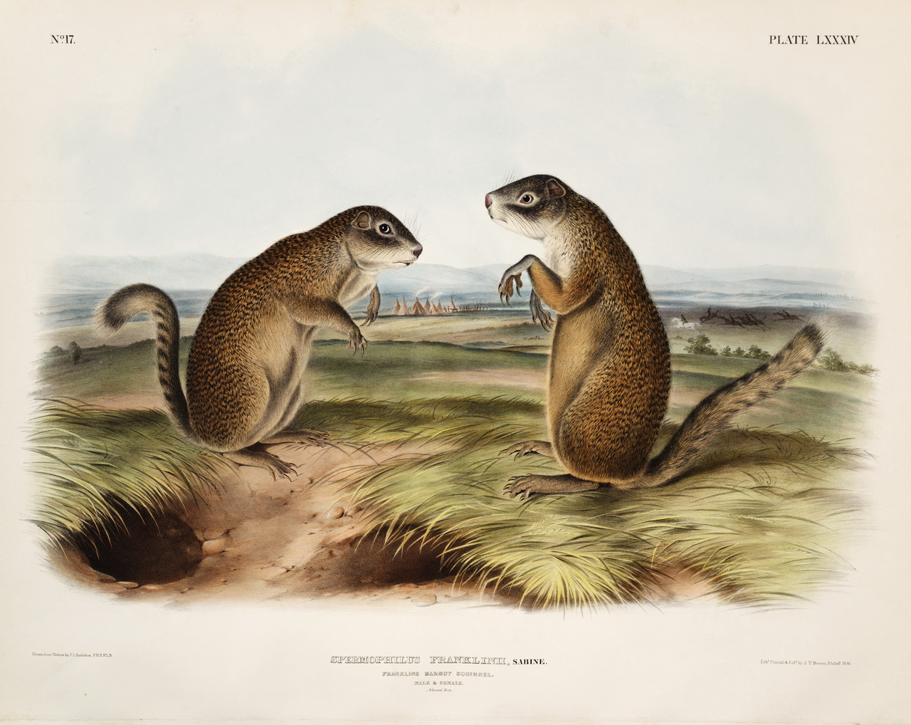 Plate LXXXIV ‘Franklin’s Marmot Squirrel’ from The viviparous quadrupeds of North America v. 2.