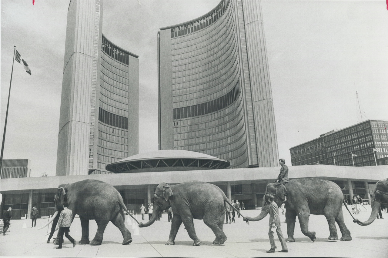 Ring around the city hall. Linked trunk-to-tail in a massive show of force; the first group of a parade of 11 elephants stamps onto Nathan Phillips Square yesterday after marching down Yonge St. on their annual visit to City Hall which occurs on the annual visit to the city of the Garden Brothers Circus; sponsored by the Kinsmen Club. The elephants were accompanied by an assortment of other stars from the circus; including clowns and chimpanzees. Circus runs until Sunday at Gardens.