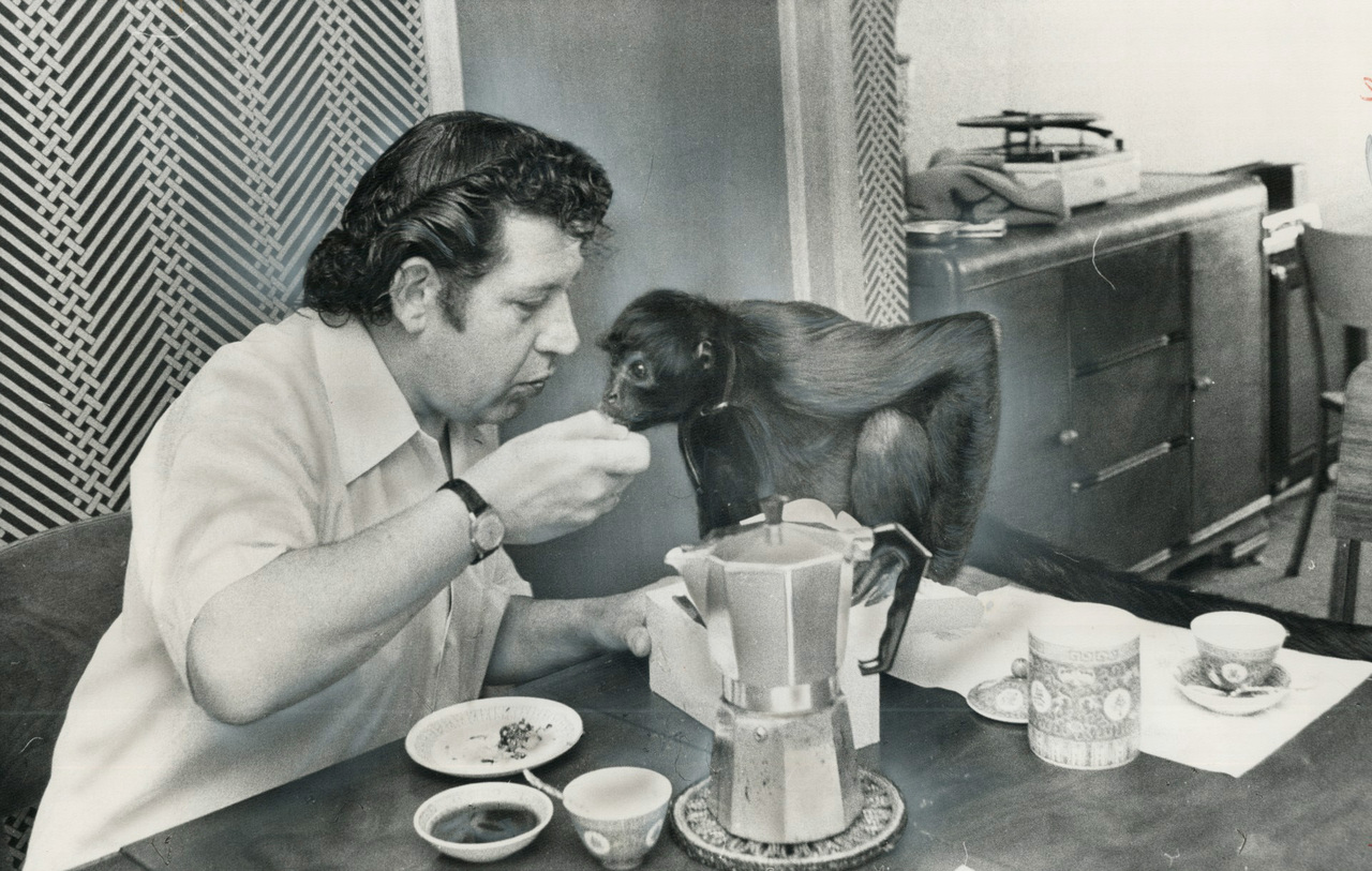 Spider monkey enjoys espresso with "just a bit of cognac"