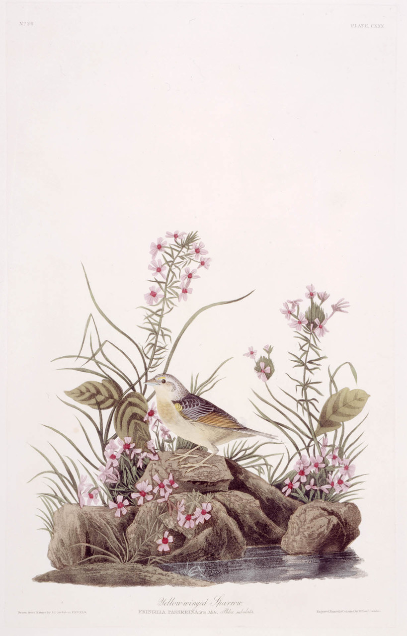 Yellow-winged Sparrow