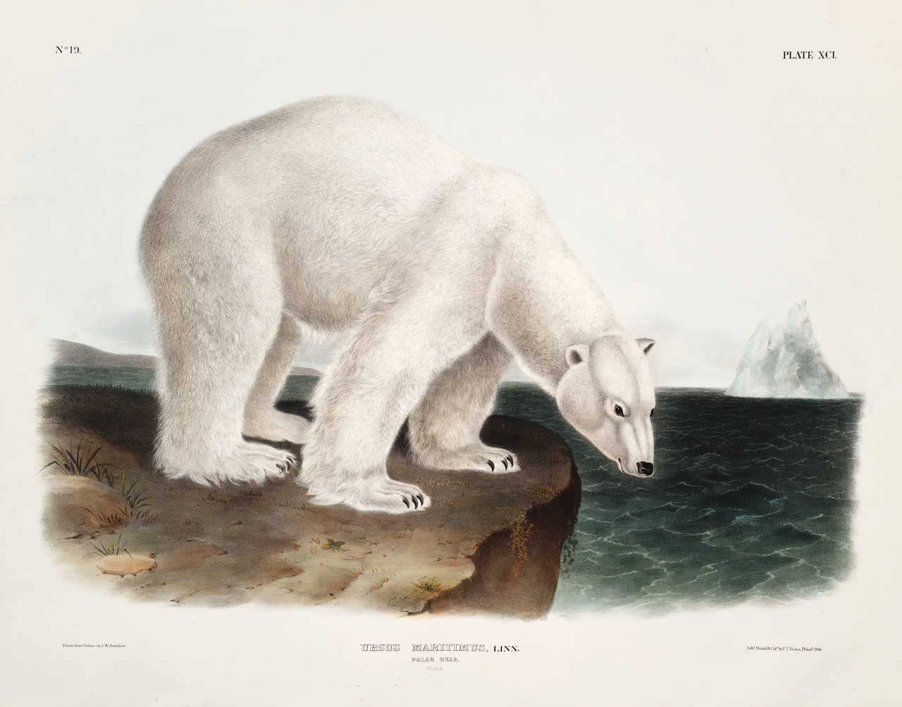 Plate XCI ‘Polar bear’ from The viviparous quadrupeds of North America v. 2.