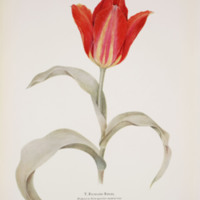 AZ-007_Noteson Tulip species_pi138.jpg