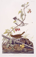 Golden-crowned Thrush